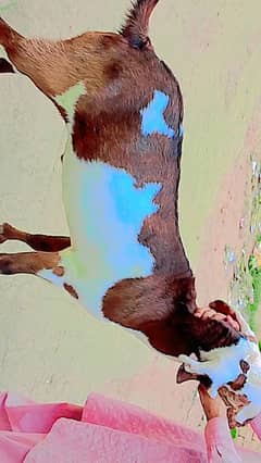 beautiful bakra for qurbani
