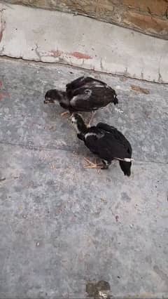 Aseel lasani chicks