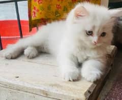 Persian