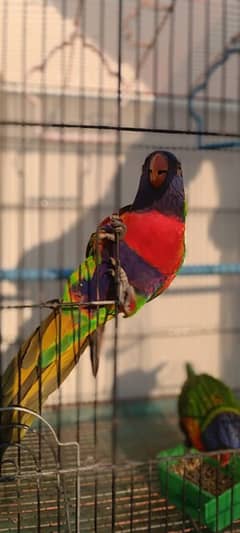 parrot