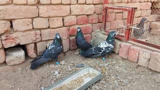 aseel pigouns