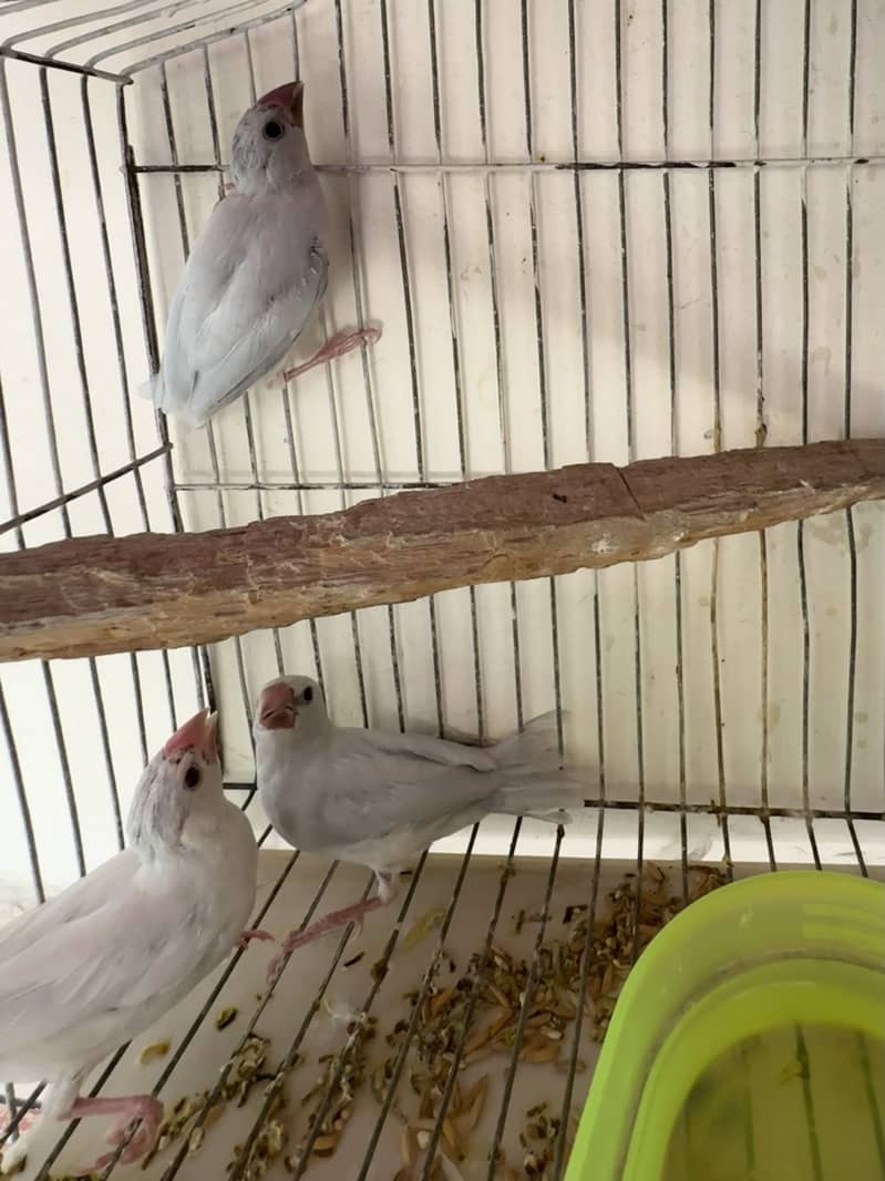 Silver Java Bird Pair 6