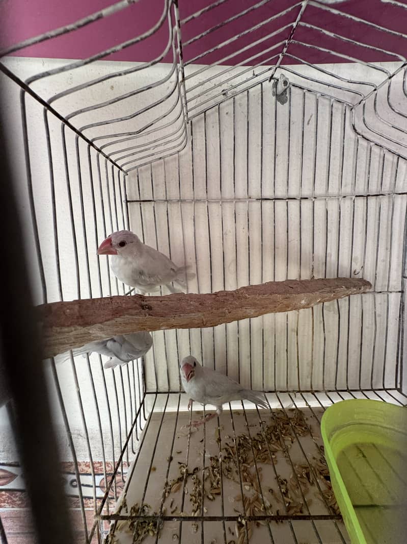 Silver Java Bird Pair 7
