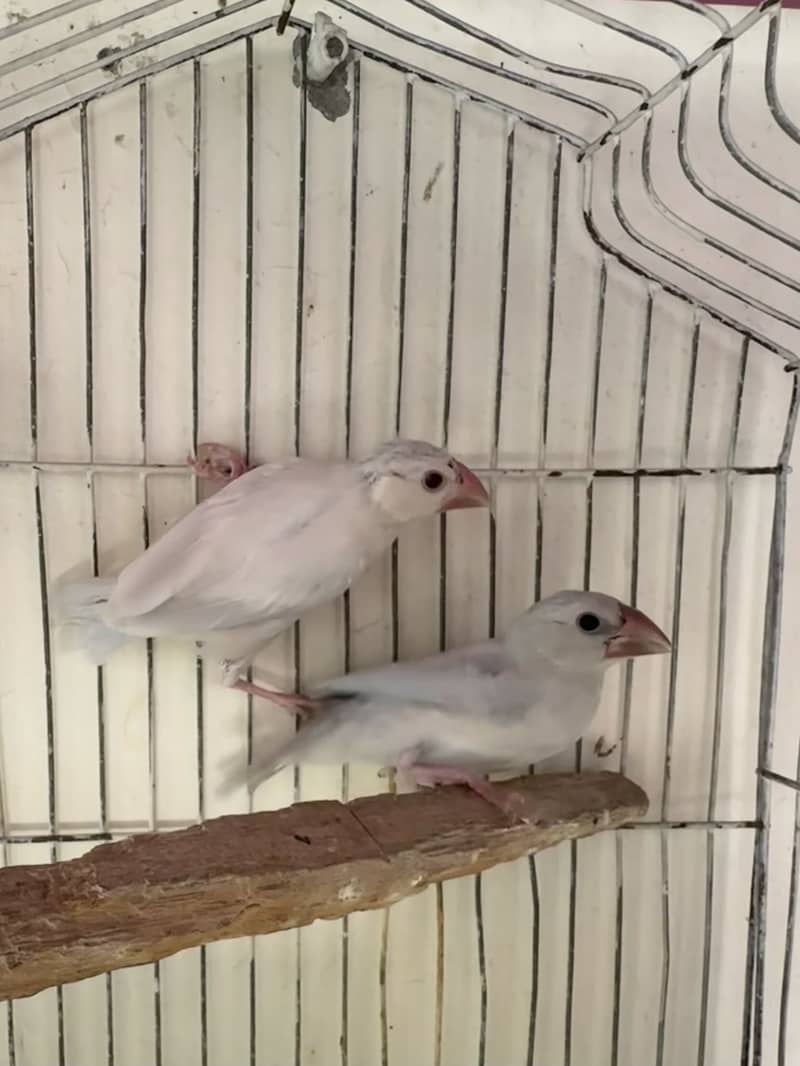Silver Java Bird Pair 8