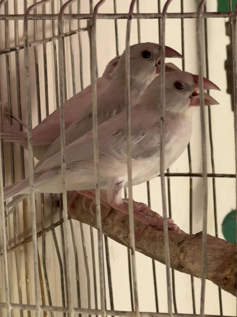 Silver Java Bird Pair 9