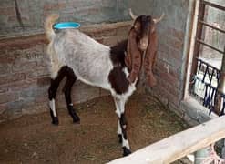 bakra 03094295028