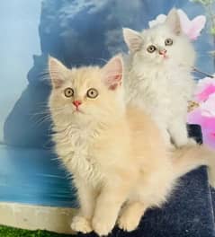 Persian