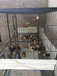 Ducks Chicks A+