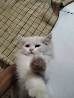 persian