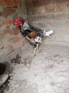 aseel murga