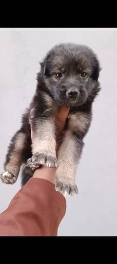German shepherd female