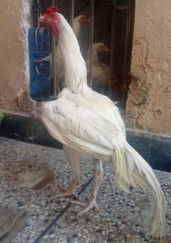 write asale Murga