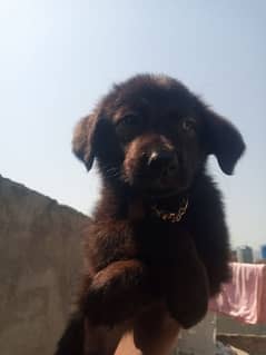 my pet name is lara