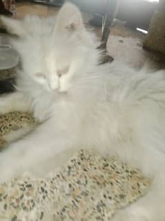 PERSIAN CAT