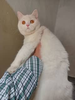 Persian, Triple Coated, Female