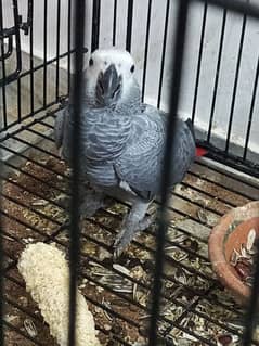 Grey parrot chicks /African grey parrot /Congo size /parrot for Sale
