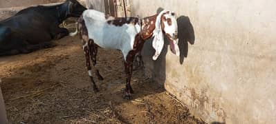 Eid Animals For Sale