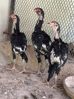 aseel chicks with female eggs laying aseel