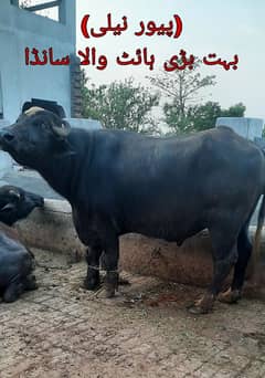keta pure nili