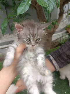 white kitten for sale