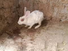 full bari female rabbit