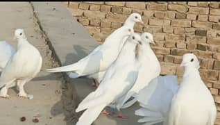 2 piar. one piar yellow eyes and one piar White eyes brider grenti