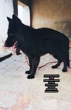 Pink Pedigree Male For Cross Location Kabirwala Khanewal 03036503005