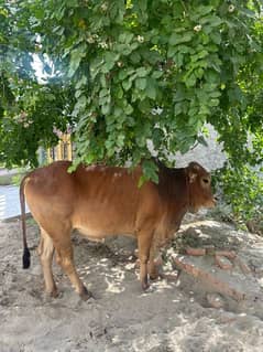 Cattle