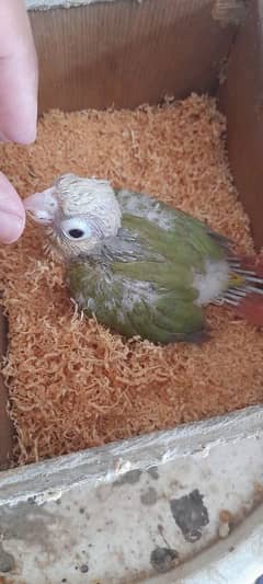 conure