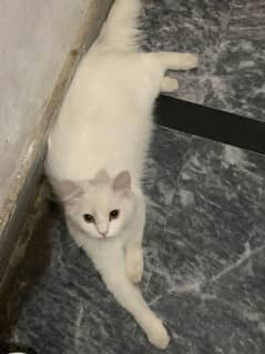White Persian cat
