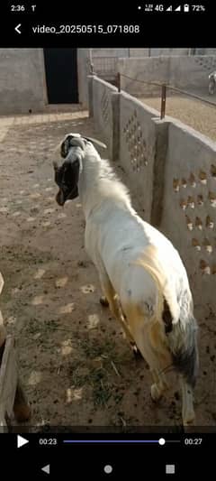 qurbani wala baqra full active and healdy 2dant final prize 135000