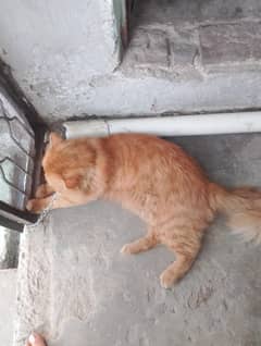 cat