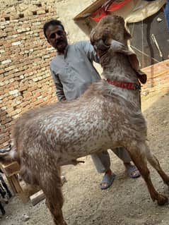Male Goat for Qurbani 2025