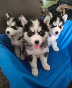 husky