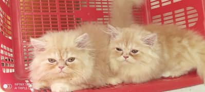 Persian