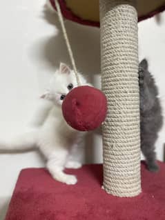 Persian kittens Available for sale
