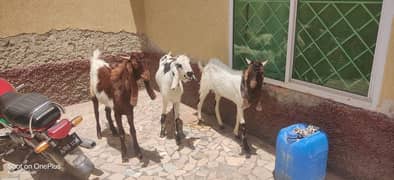 3 bakary 1 Path