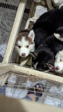 husky male / female puppies/03234414509 WhatsApp