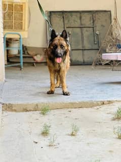 long coat German shepherd