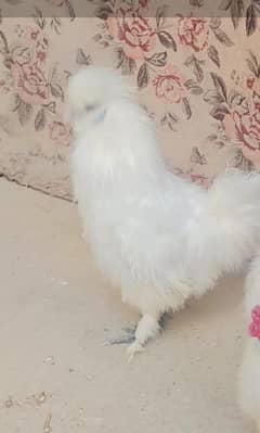 silky chicks 1 male