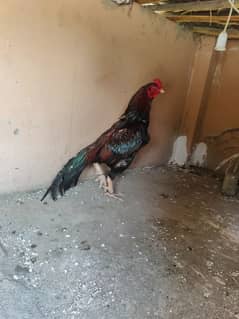aseel mushka Rabta nmb 03145413620