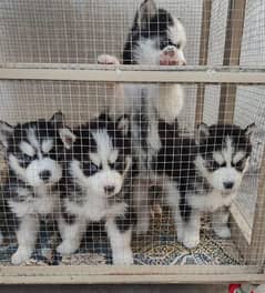 husky male / female puppies/03234414509 WhatsApp