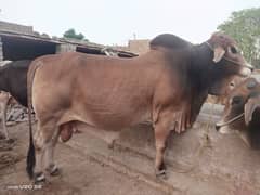 Desi Wacha