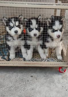 husky