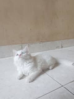 Persian odd eyes kitten