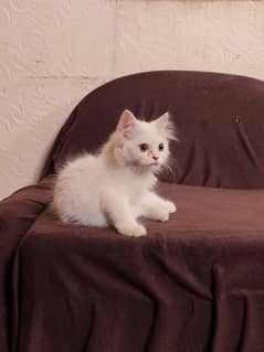 Persian