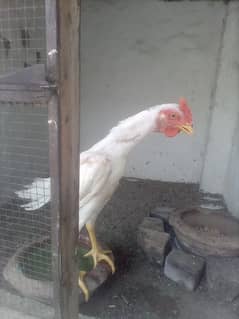 HEERA ASEEL MALE