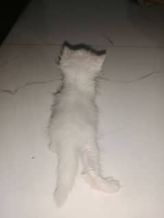 Persian cat long coat Blue eyes