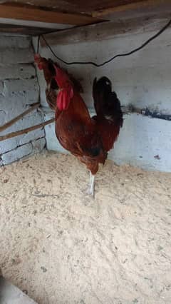 murga or 4 hen for sale