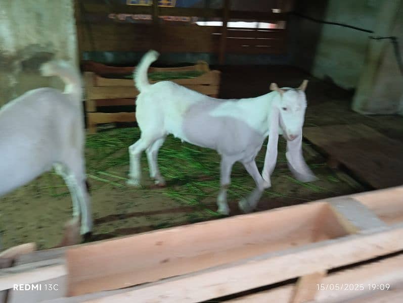 Goat for Sale 2dant 0